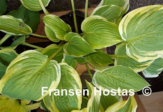 Hosta Heartbeat